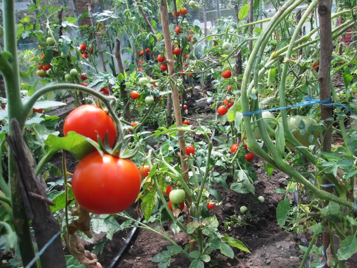 De kunst van gezelschapsplanten: tomaten en peterselie als teamgenoten