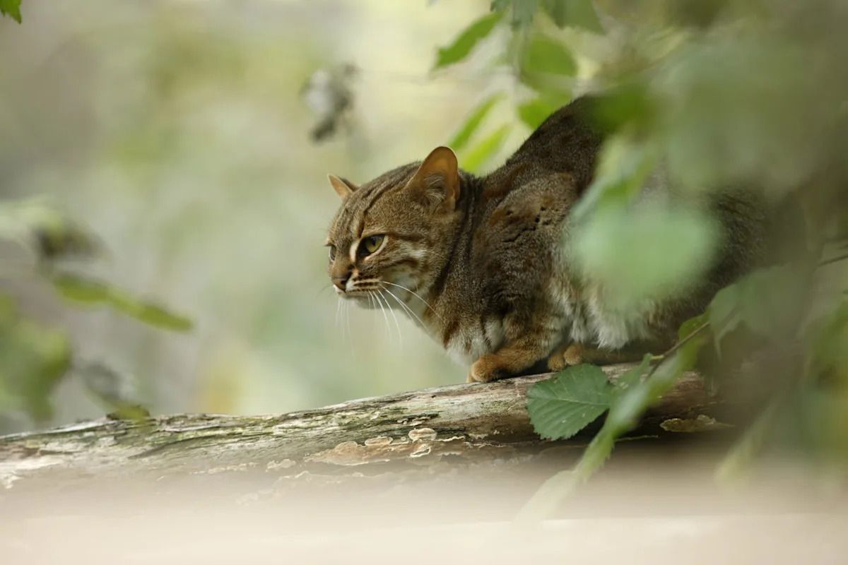 De roestkat: 's werelds kleinste kat weer gezien in India