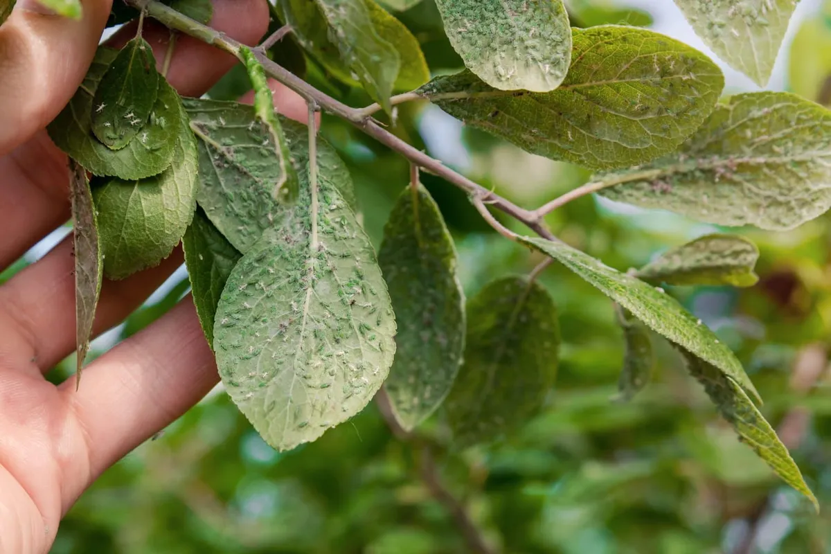 Bladluizen aanpakken: natuurlijke oplossingen voor een veelvoorkomend probleem
