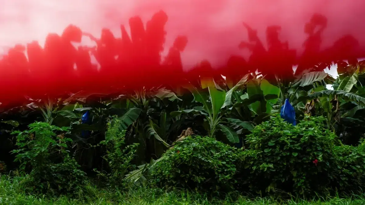 Chiquita's ontslagen in Panama: Een keerpunt voor de bananenindustrie?