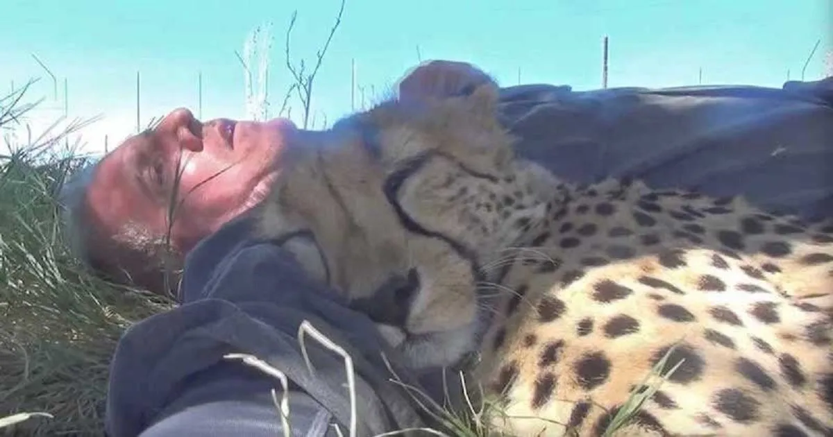De bijzondere band tussen mens en cheeta: het verhaal van Dolph Volker