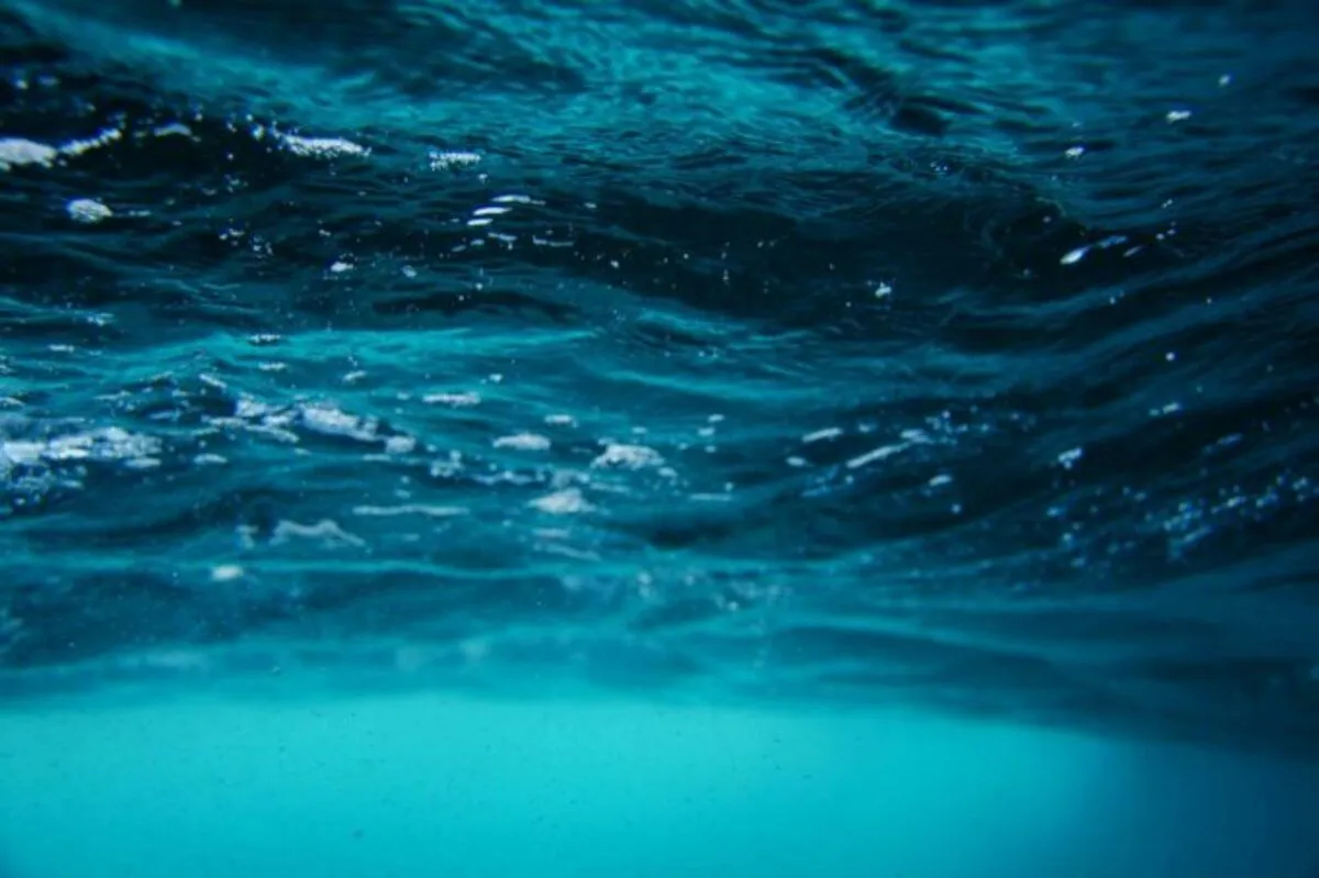 Nieuwe oceaanroofdier ontdekt: Dulcibella camanchaca onthult de geheimen van de diepte