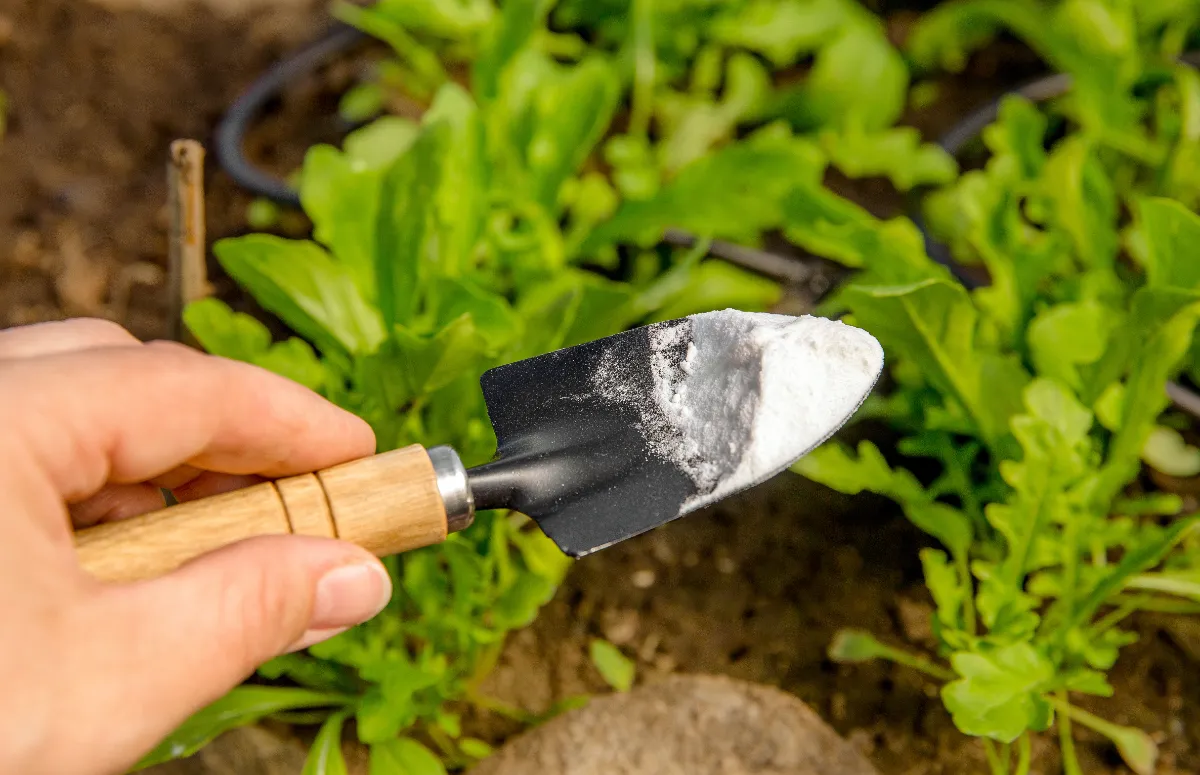Een duurzame oplossing voor tuinproblemen: kalksteen en natriumchloride als redder in nood
