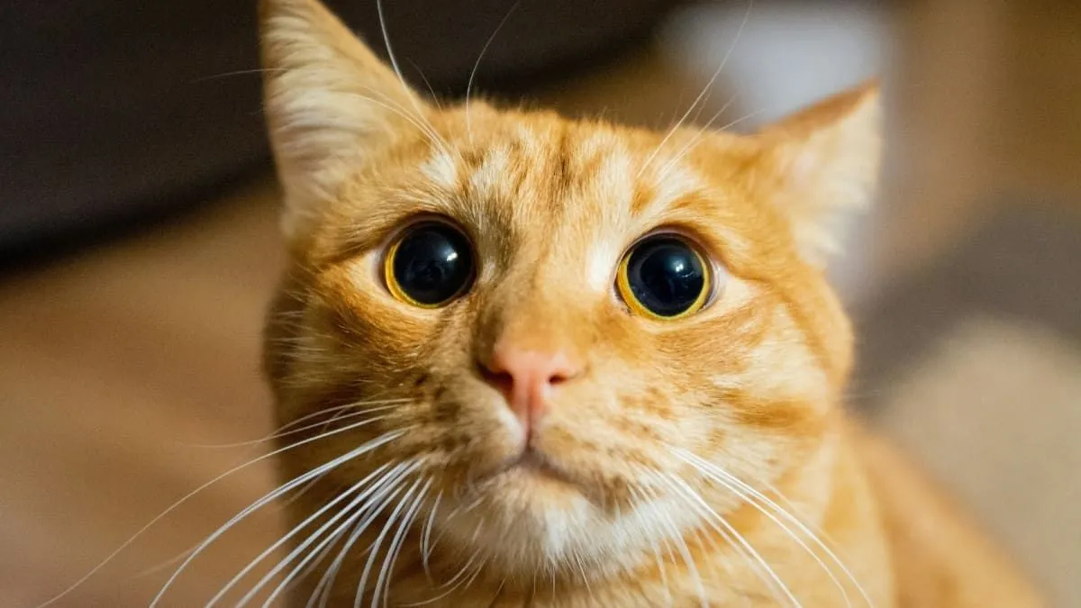 De genetische geheimen achter gemberkatten