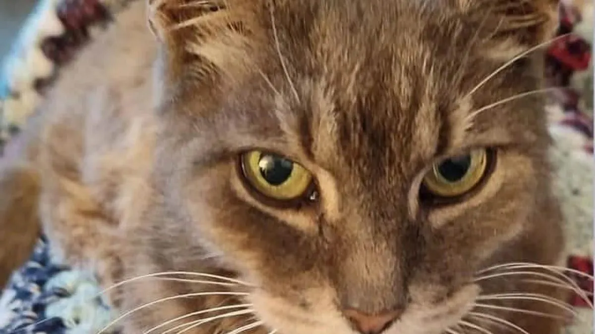 Tien jaar vermist: de bijzondere terugkeer van kat Smokey