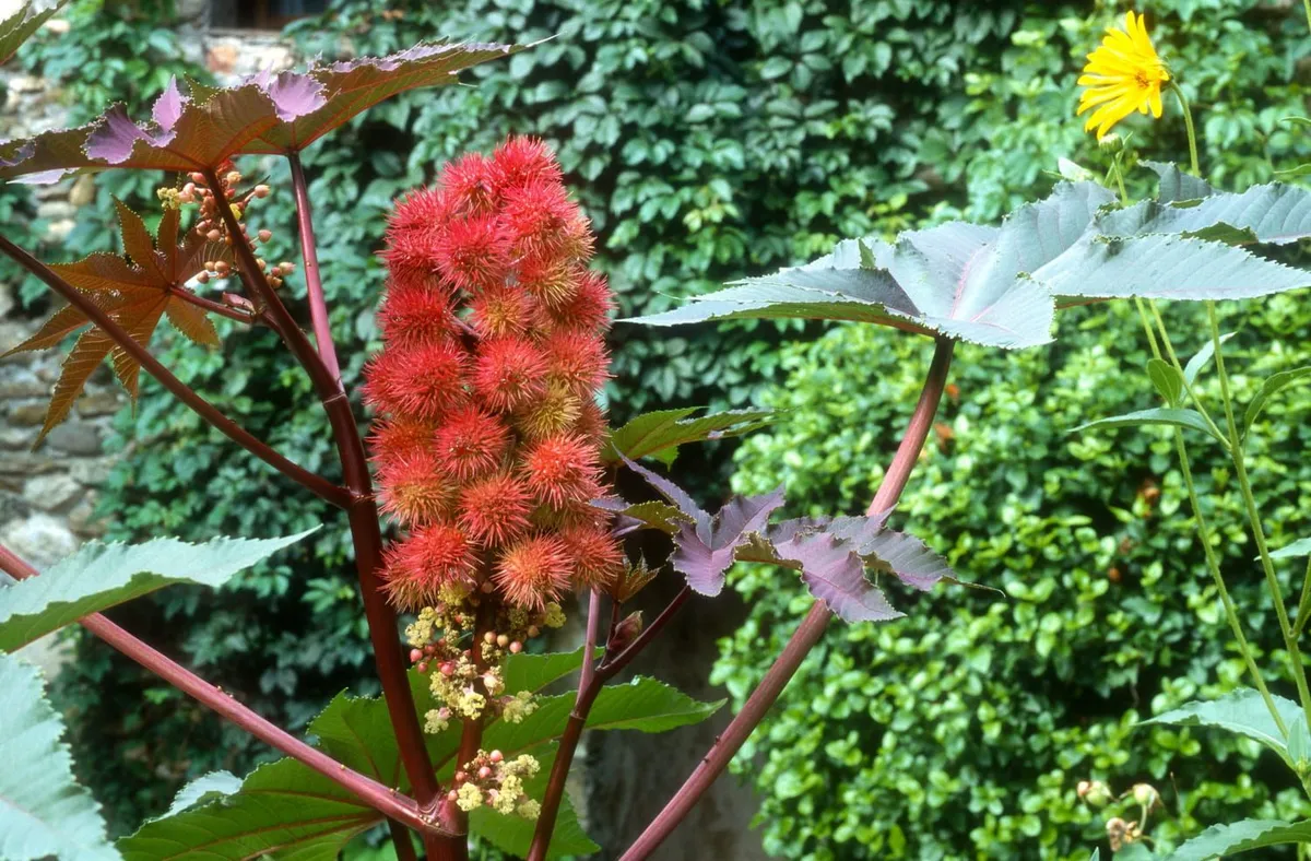 De gevaarlijke schoonheid van de tropische plant