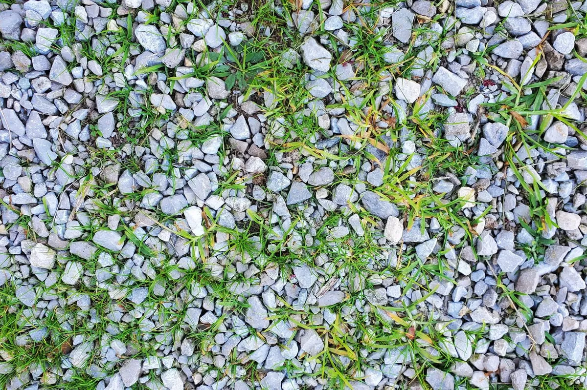 Witte azijn als natuurlijk onkruidbestrijder